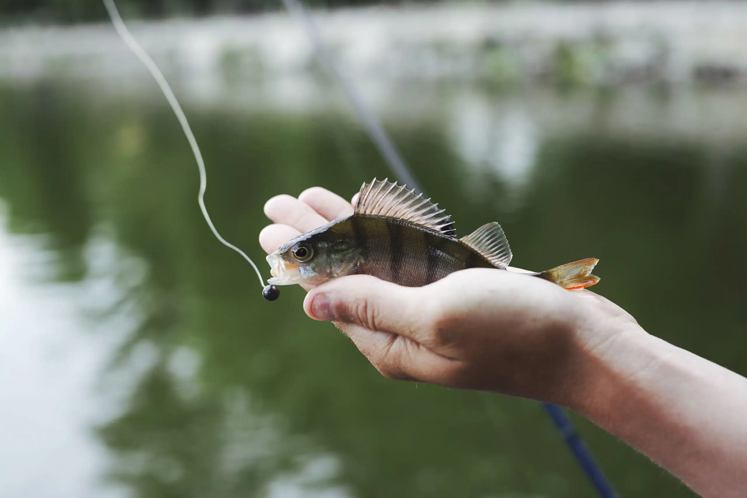 Une perche pêchée dans l'étang de Coulvée. Camping avec étang